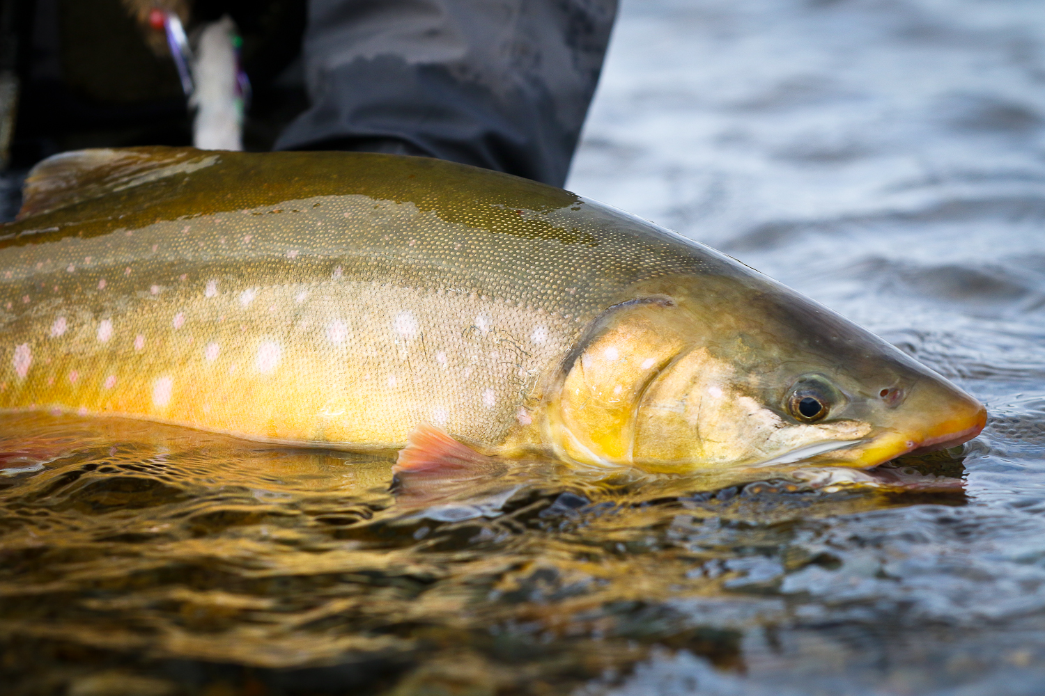 Alaskan Gold Arctic Char LaptrinhX / News